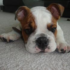 Engelsk bulldog Simba