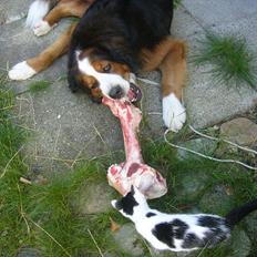 Blanding af racer Sofus R.I.P sept 2014