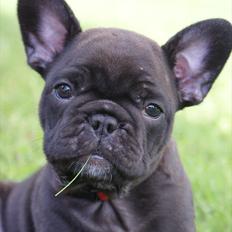 Fransk bulldog Liló