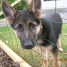 Schæferhund Chifers Bella