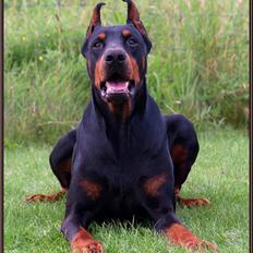 Dobermann Nord Nimrod Od Telepa (R.I.P.)