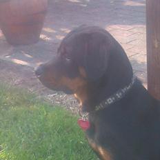 Rottweiler Sjellebro circa