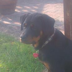 Rottweiler Sjellebro circa