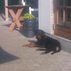 Rottweiler Sjellebro circa