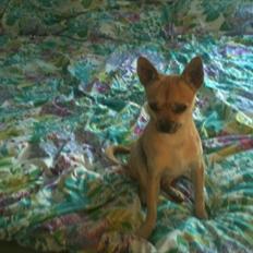 Chihuahua Aimee's Diesel-solgt feb 12