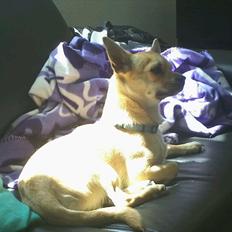 Chihuahua Aimee's Diesel-solgt feb 12
