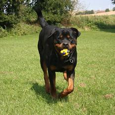 Rottweiler Haiki´s Aica