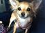 Chihuahua Pepsi - Lerches Miss Pepsi - på vej fra sjælland til nordjylland. det er en laaaang tur!