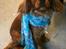 Cavalier king charles spaniel Bella