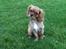 Cavalier king charles spaniel Bella