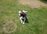 Field Trial spaniel Kissy