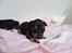 Engelsk toy terrier Historical Diamonds Afrodite - Dejlige Afrodite
