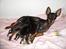 Engelsk toy terrier Historical Diamonds Afrodite - mor Foxy med hele kuldet