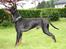 Engelsk toy terrier Historical Diamonds Afrodite - Far Romeo
