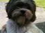 Shih tzu Franco