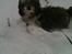 Shih tzu Franco