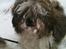 Shih tzu Franco