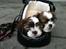 Shih tzu Franco