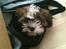 Shih tzu Franco