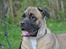 Cane corso Rimmer`s Cane Corso Silva 