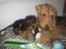 Airedale terrier Tessdale`s Magnificent prince (Ozzi) - Ozzi og Argo.