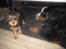 Airedale terrier Tessdale`s Magnificent prince (Ozzi) - Ozzi og Buster.