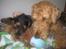 Airedale terrier Tessdale`s Magnificent prince (Ozzi) - Som brødre vi dele <3