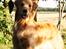 Golden retriever Leongolden Cha Cha Cha - Cha Cha næsten 15 måneder gammel
26-07-11