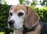 Beagle Betty