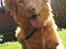 Nova scotia duck tolling retriever Bol Tol Turbo - "Oskar"