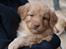 Nova scotia duck tolling retriever Bol Tol Turbo - "Oskar" - Første gang vi så ham, her er han ikke så mange uger gammel :-) 