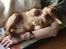 Nova scotia duck tolling retriever Bol Tol Turbo - "Oskar"