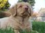 Nova scotia duck tolling retriever Bol Tol Turbo - "Oskar"