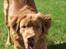 Nova scotia duck tolling retriever Bol Tol Turbo - "Oskar" - Altid klar til leg ;-) 