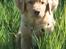 Nova scotia duck tolling retriever Bol Tol Turbo - "Oskar"
