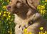 Nova scotia duck tolling retriever Bol Tol Turbo - "Oskar"