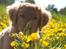 Nova scotia duck tolling retriever Bol Tol Turbo - "Oskar"
