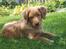 Nova scotia duck tolling retriever Bol Tol Turbo - "Oskar"