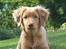 Nova scotia duck tolling retriever Bol Tol Turbo - "Oskar"