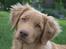 Nova scotia duck tolling retriever Bol Tol Turbo - "Oskar"