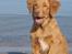 Nova scotia duck tolling retriever Bol Tol Turbo - "Oskar"