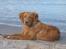 Nova scotia duck tolling retriever Bol Tol Turbo - "Oskar"