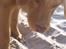 Nova scotia duck tolling retriever Bol Tol Turbo - "Oskar"