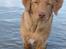 Nova scotia duck tolling retriever Bol Tol Turbo - "Oskar" - Hans rette element :-) 