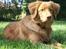 Nova scotia duck tolling retriever Bol Tol Turbo - "Oskar"