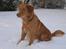 Nova scotia duck tolling retriever Bol Tol Turbo - "Oskar"