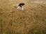 Field Trial spaniel Kissy