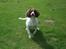 Field Trial spaniel Kissy