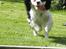Cavalier king charles spaniel Viggo :D   - Hej jeg hedder Viggo :D
bare kig dig omkring :D

foto: Emma August d. 29-70-11
