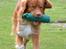 Nova scotia duck tolling retriever Eddie